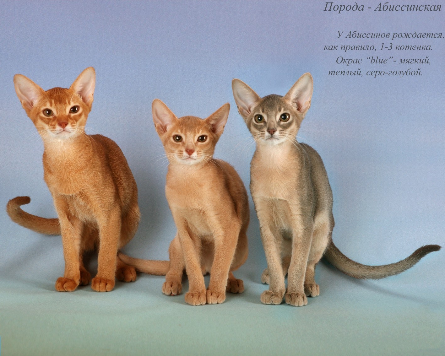 Разновидности пород кошек. Кот породы абиссинец. Сфинкс абиссинец. Котята Абиссинской породы. Абиссинская и Британская кошка.