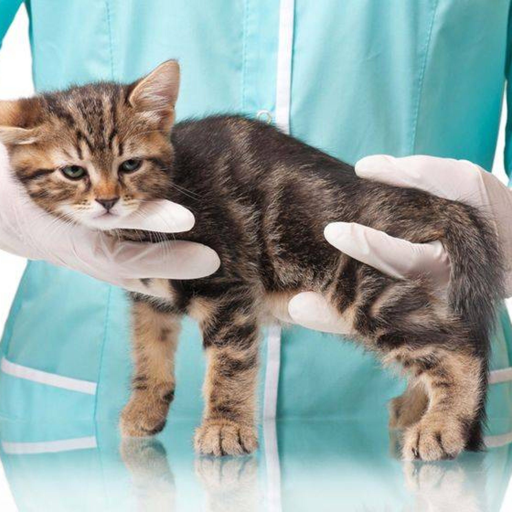Страдающий кот. Кошка болеет. Котенок на руках ветеринара. Котята в ветеринарной клинике.