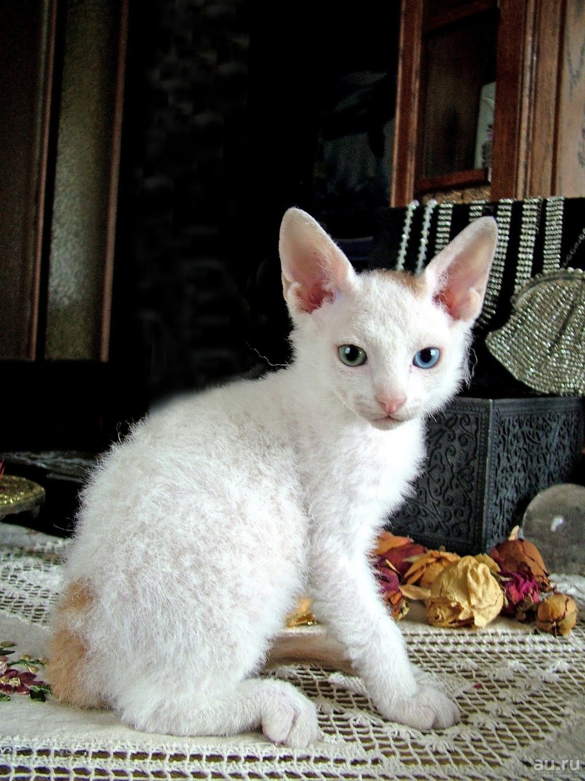Кот сфинкс браш - картинки и фото koshka.top