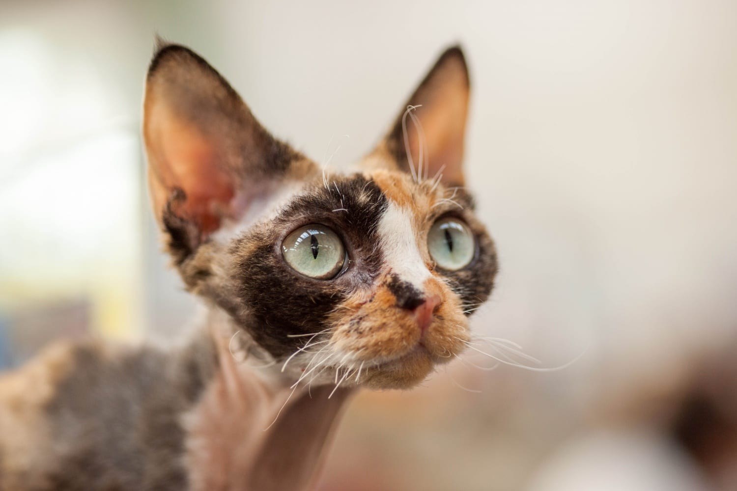 Kitten lil pixie 100% FREE: