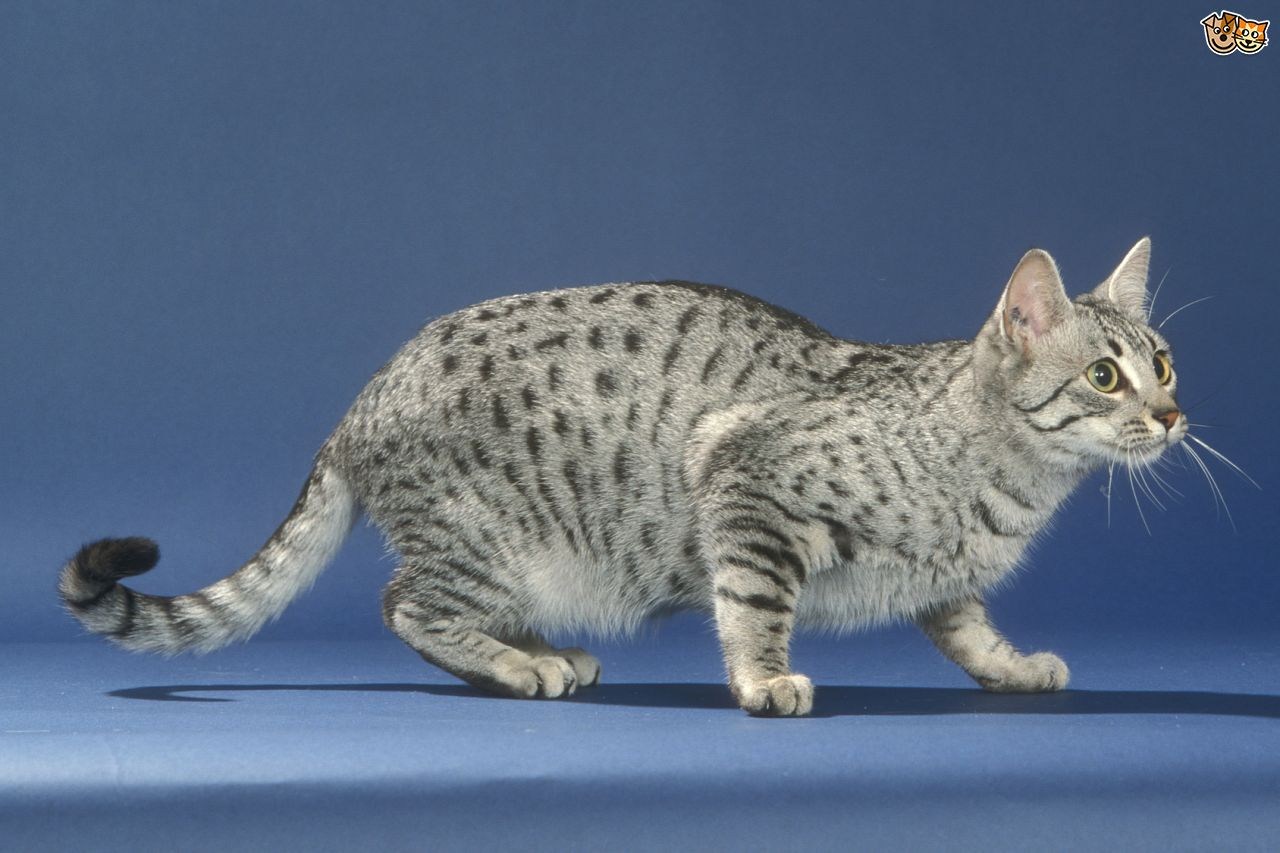 Фото кошек мау. Египетская МАУ кошка. Порода Египетская МАУ. Метис египетской МАУ. Коты породы Египетский МАУ.