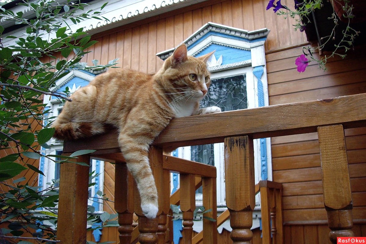 Дома живет кошка. Кошка в деревне. Кот на даче. Кошка в деревенском доме. Кот в деревне летом.