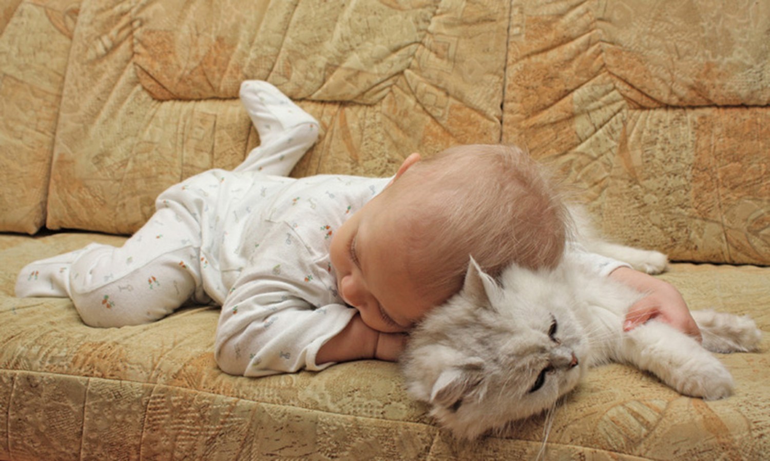 Стала спать крепко. Кот-подушка. Сладких снов малыш. Спокойной ночи с детьми и животными. Спим сладко дети и животные.