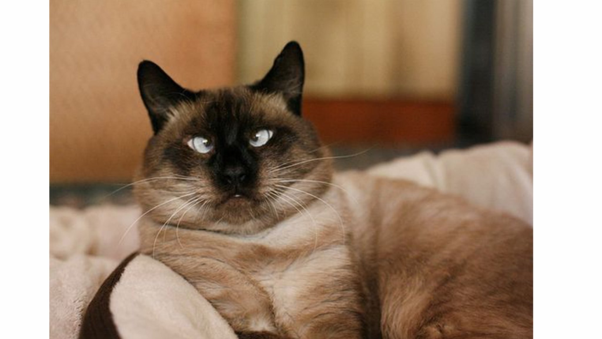 Обожал глазами. Сиамский кот косоглазый. Тайская кошка косоглазая. Тайская кошка косоглазие. Сиамские коты косоглазые.