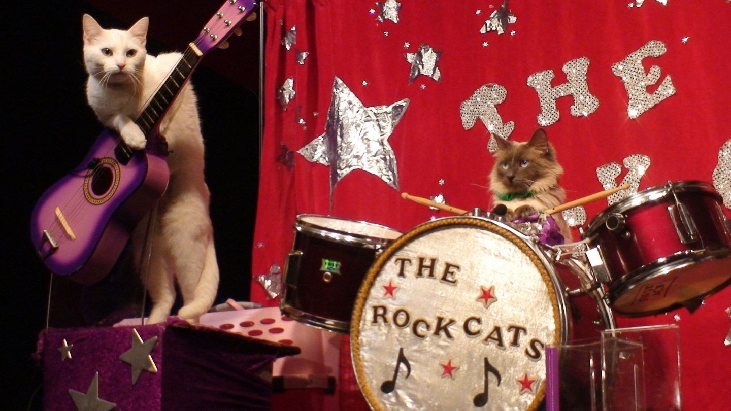 Кота музыкальные инструменты. Кошки с музыкальными инструментами. Кот играет на барабанах. Котик с барабанами. Котик музыкант.