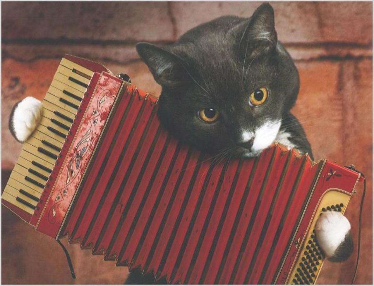 Кота музыкальные инструменты. Кот гармошка. Кот с аккордеоном. Кот с гармонью. Кошки с музыкальными инструментами.