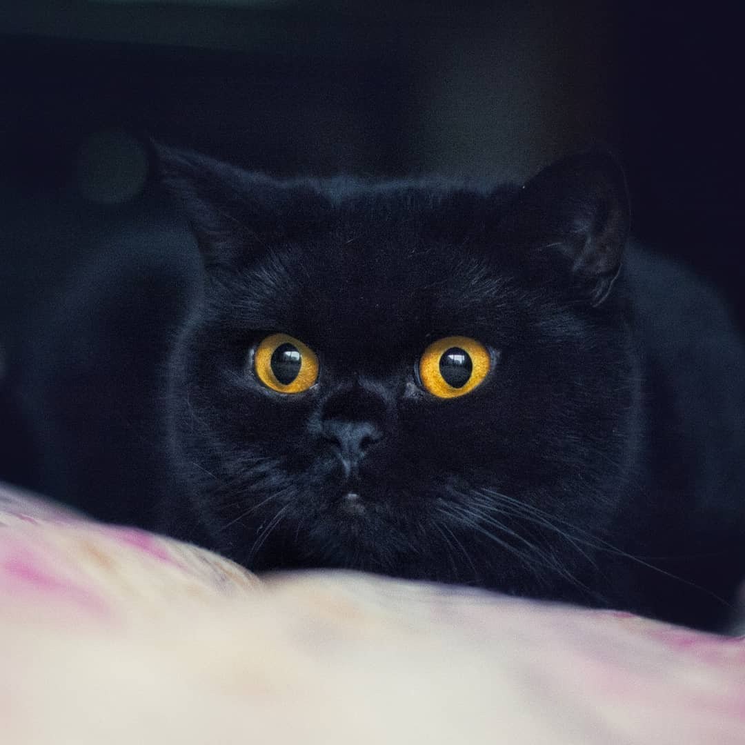 Черная британская кошка с желтыми глазами - картинки и фото koshka.top