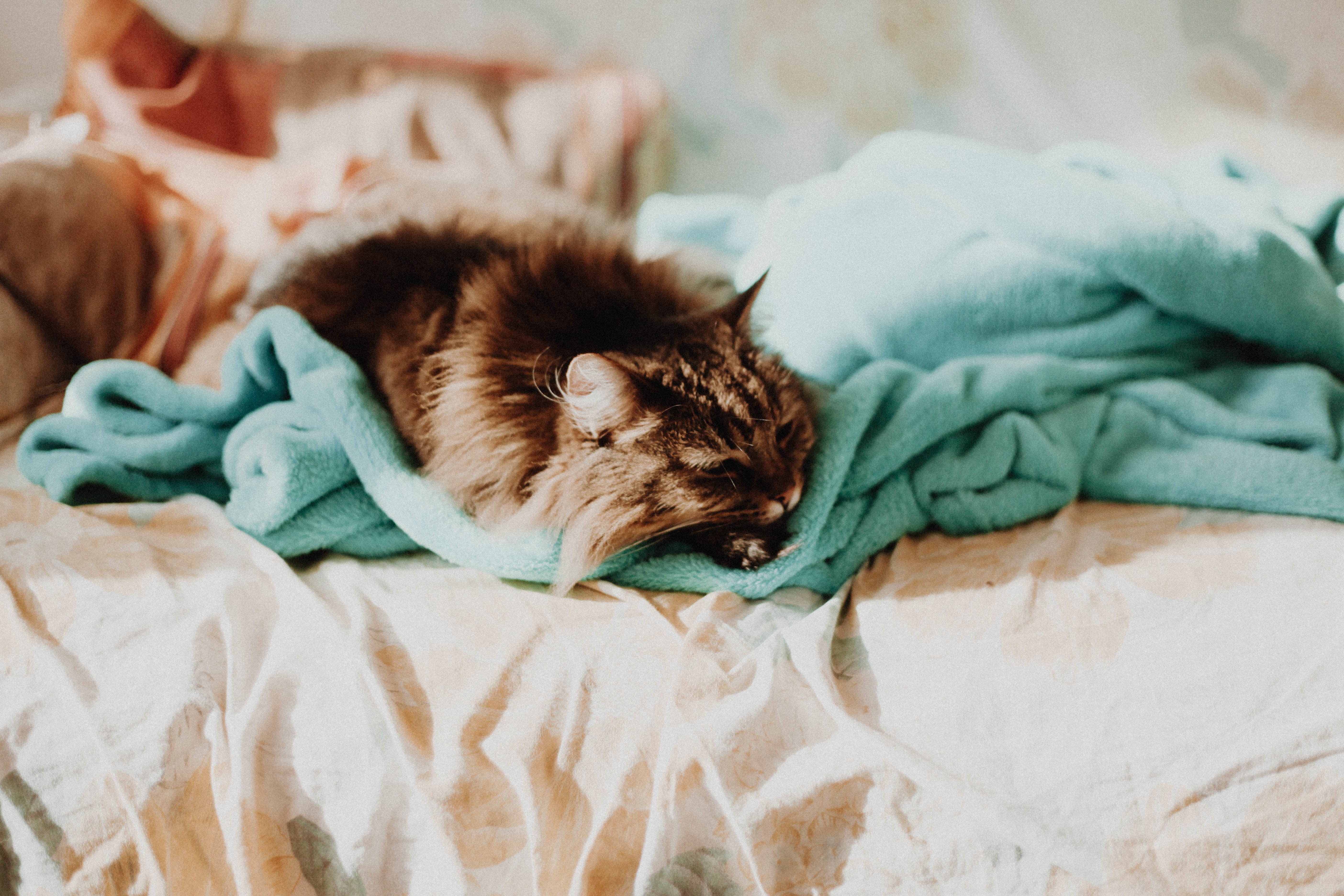 Спать в постельке. Котик в кровати. Кровать для кошки. Котик в постельке. Кровать кошечка.