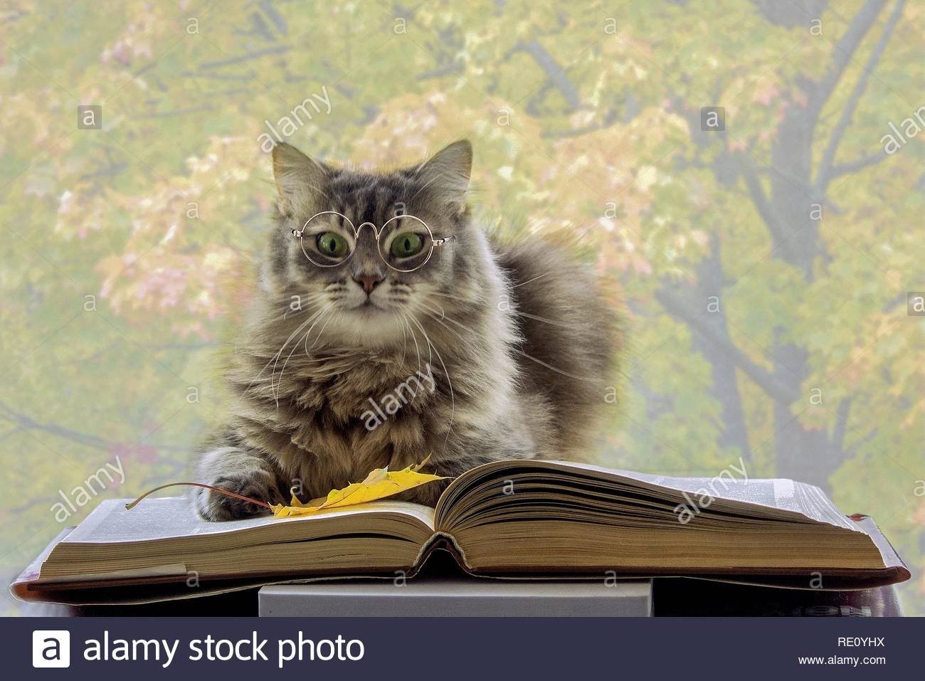 Книги ученый кот. Кот ученый. Умный кот. Котик с книжкой. Книги про кошек.