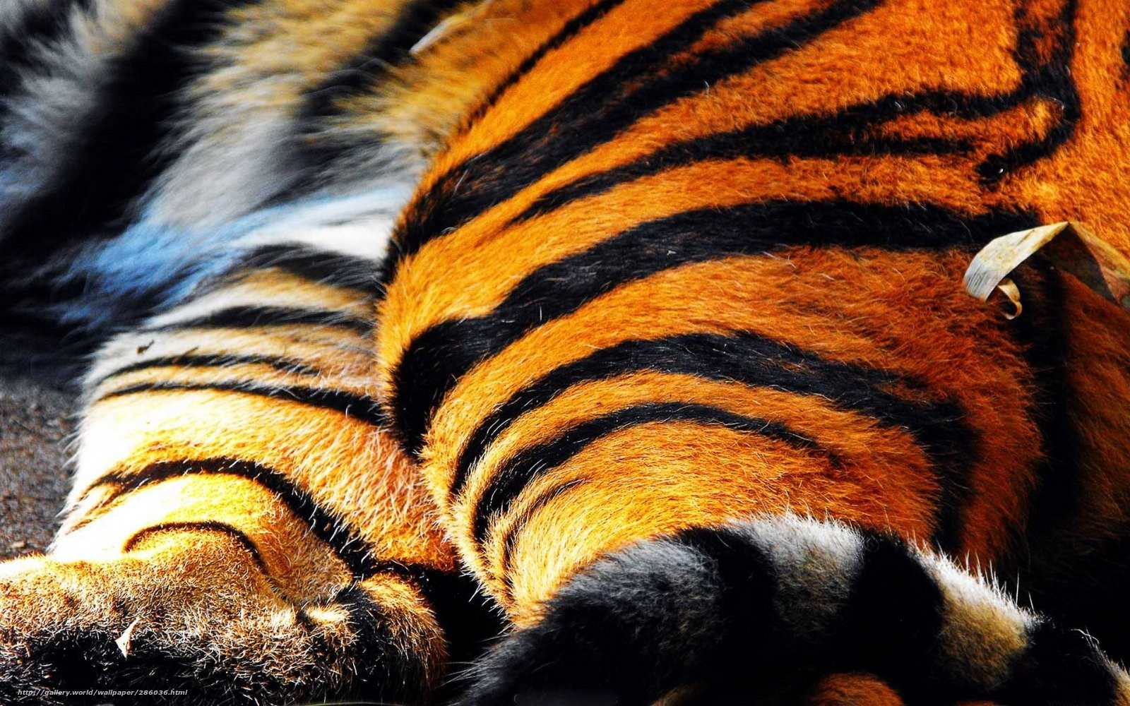 Полосатая шерсть. Тигр Тигриный окрас. Полосатый тигр. Полоски тигра. Шкура тигра.