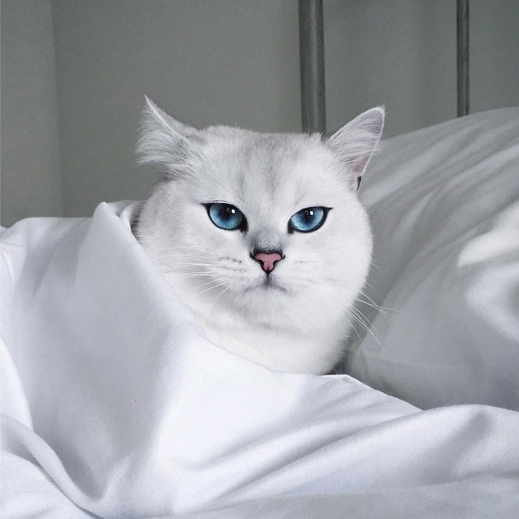 Фото кошки с самыми красивыми глазами на земле
