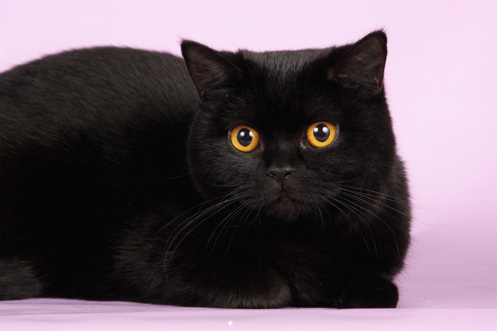 Британские кошки черного окраса - картинки и фото koshka.top