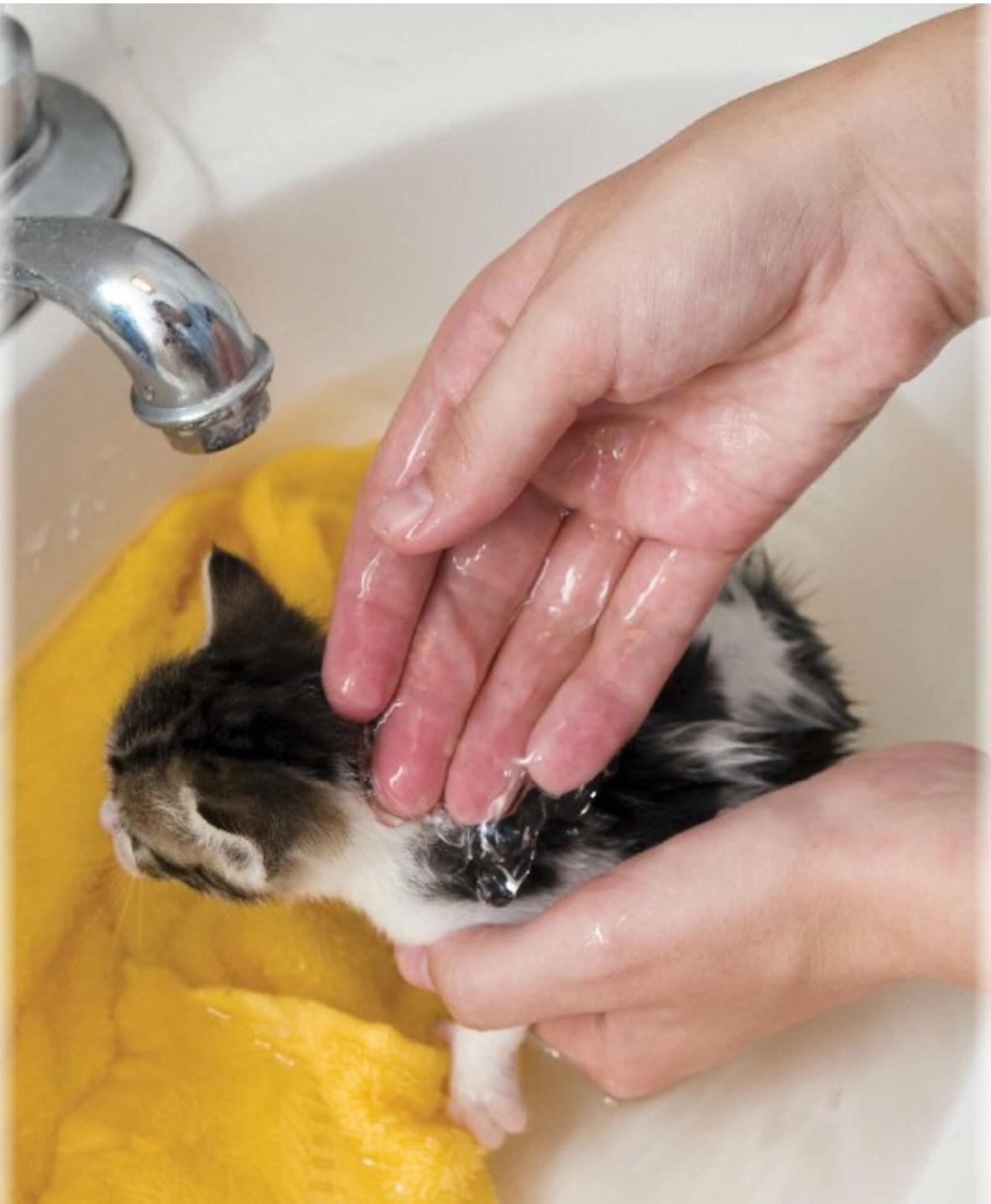 Можно купать котов. Мытье кошки. Помытая кошка. Помытый котенок. Кошка моется.