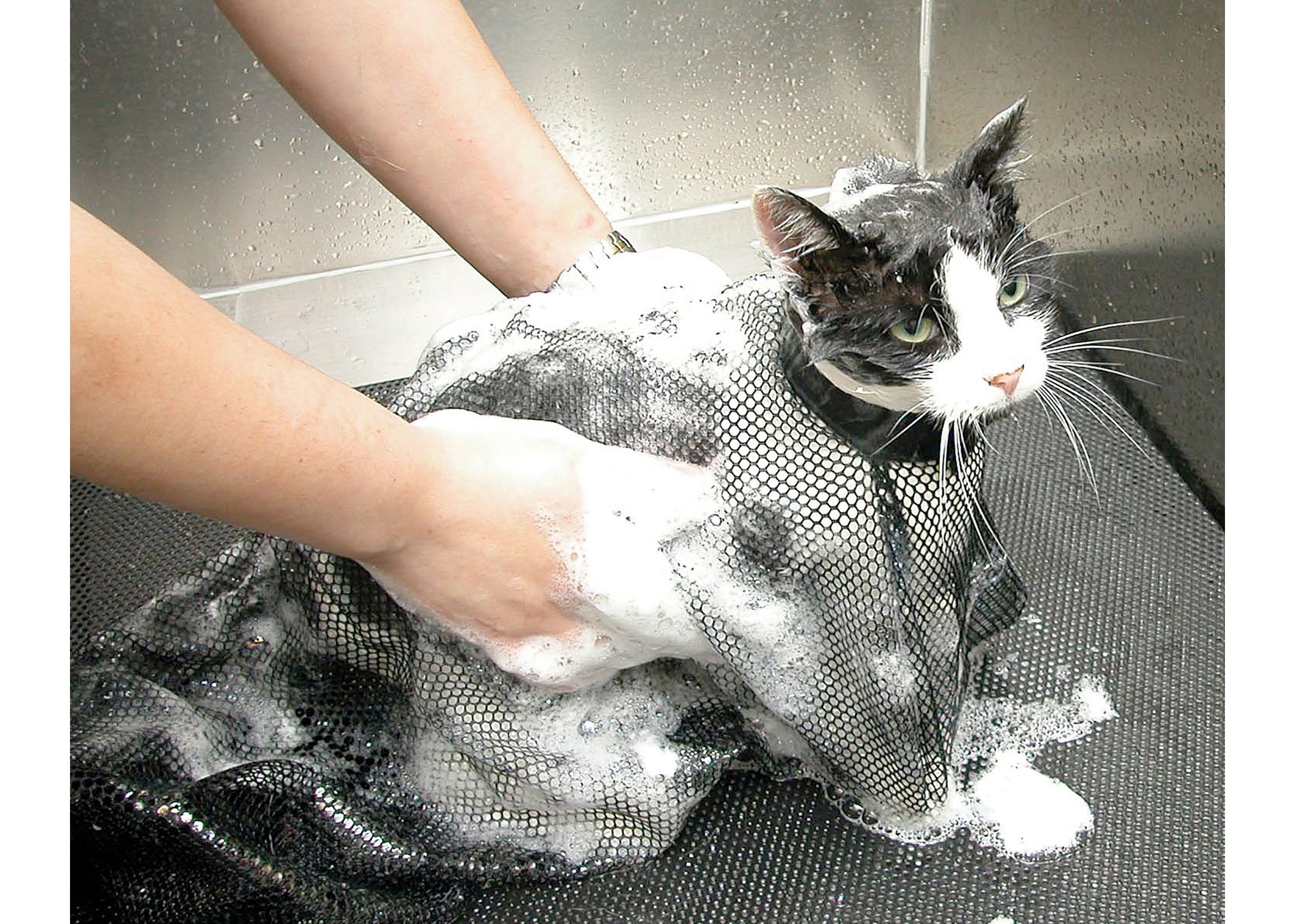Можно мыть кошку мылом. Приспособление для мытья кошек. Сетка для помывки кота. Сетка для купания кота. Помытый кот.