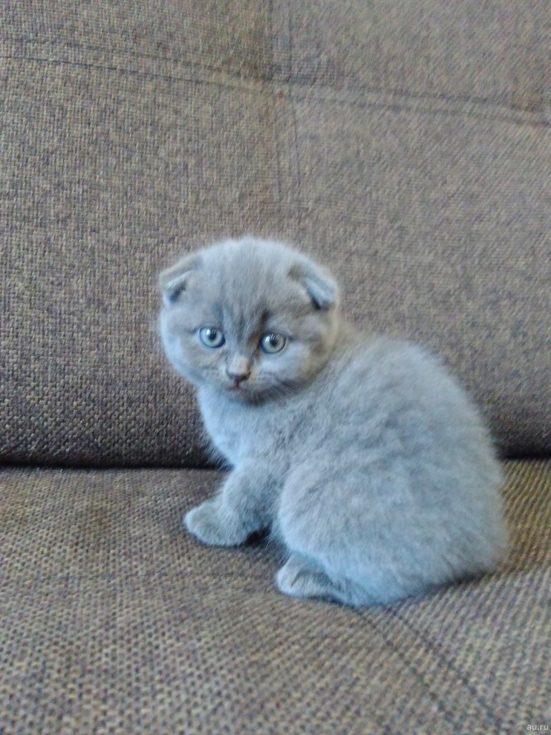 Британец скоттиш страйт