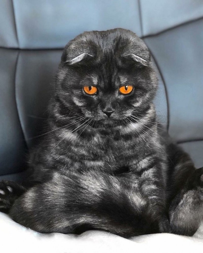 Скоттиш фолд эбони