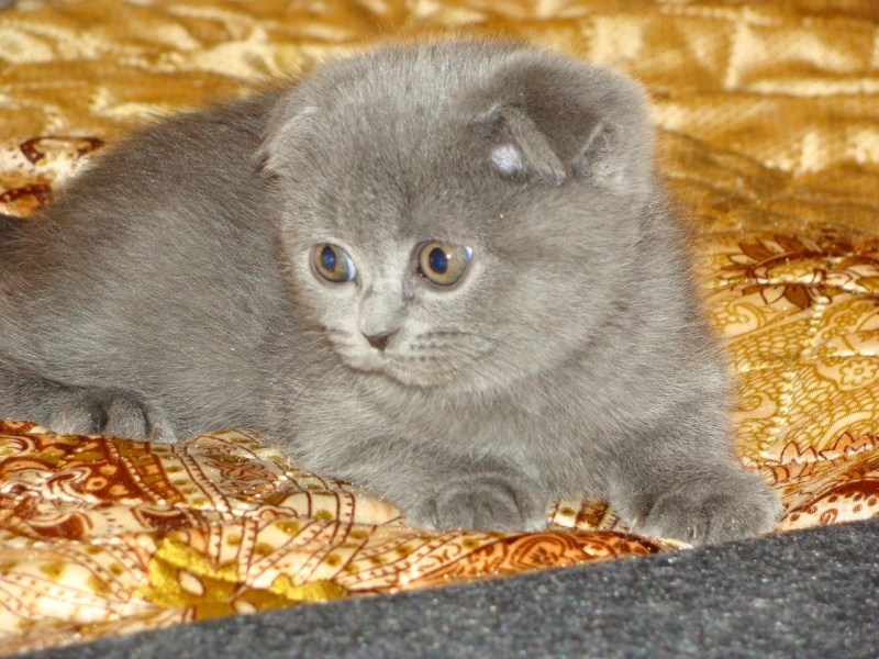 Британский вислоухий кот