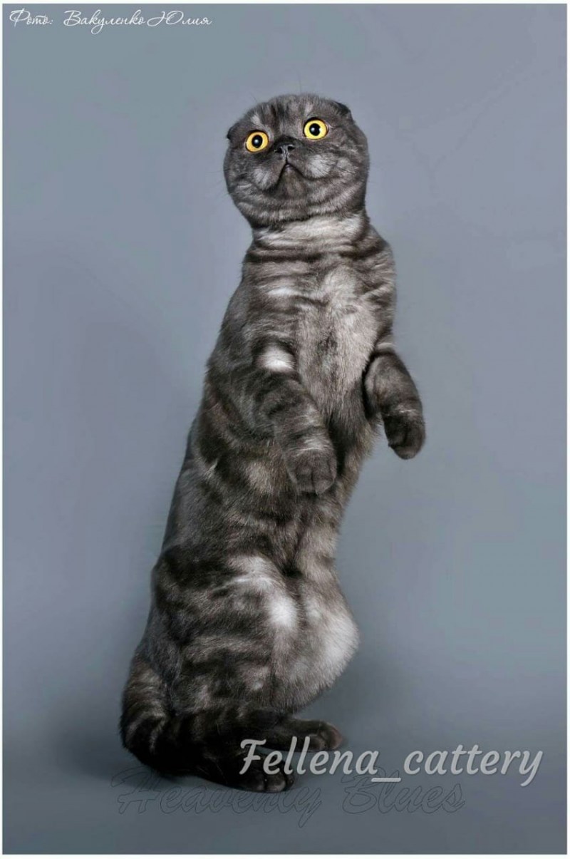 Шотландский вислоухий кот серый