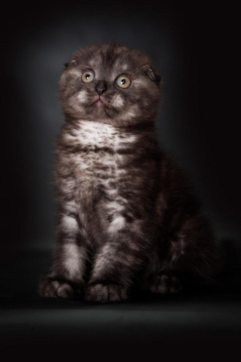 Скоттиш фолд голубой котенок