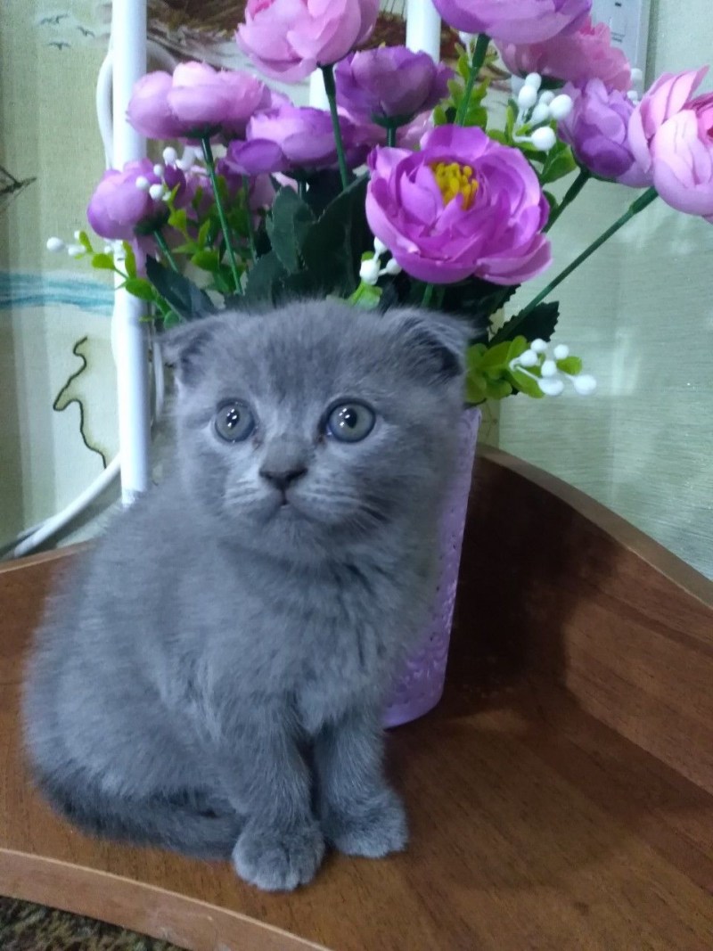 Шотландская вислоухая кошка голубая