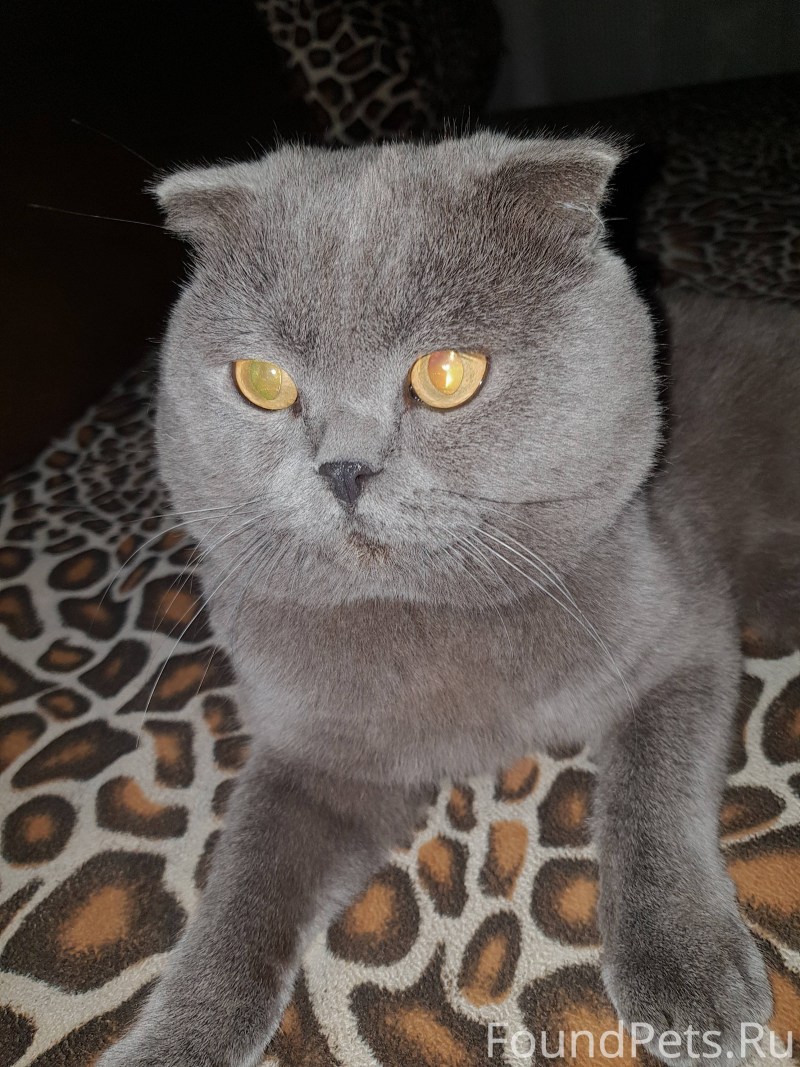 Скоттиш фолд дымчатый