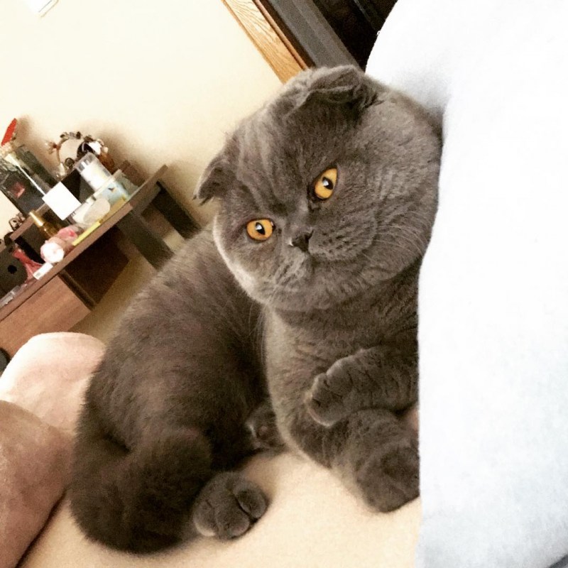Скоттиш-фолд Шотландская вислоухая