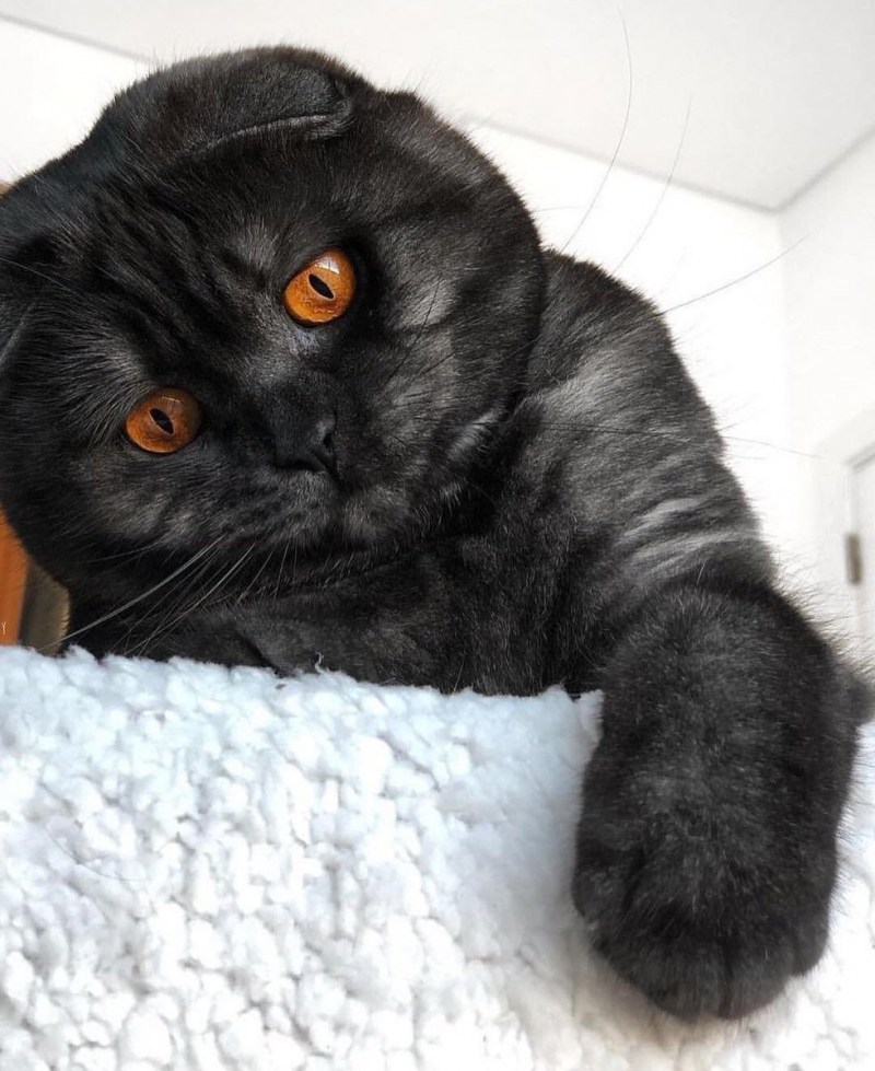 Коты Шотландские вислоухие скоттиш фолд