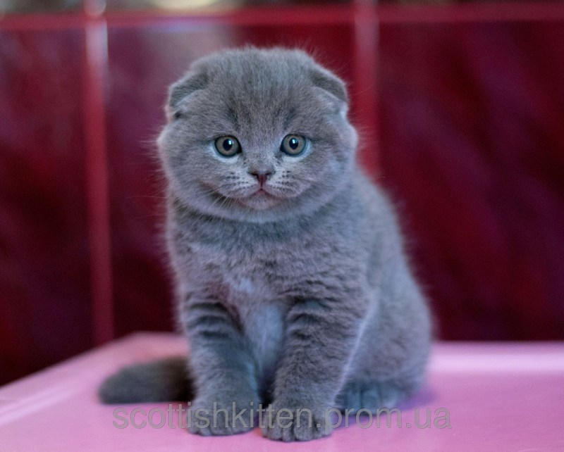Шотландская вислоухая кошка голубая