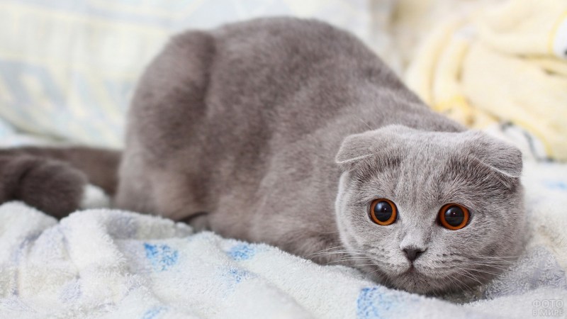 Шотландская вислоухая кошка голубая плюшевая