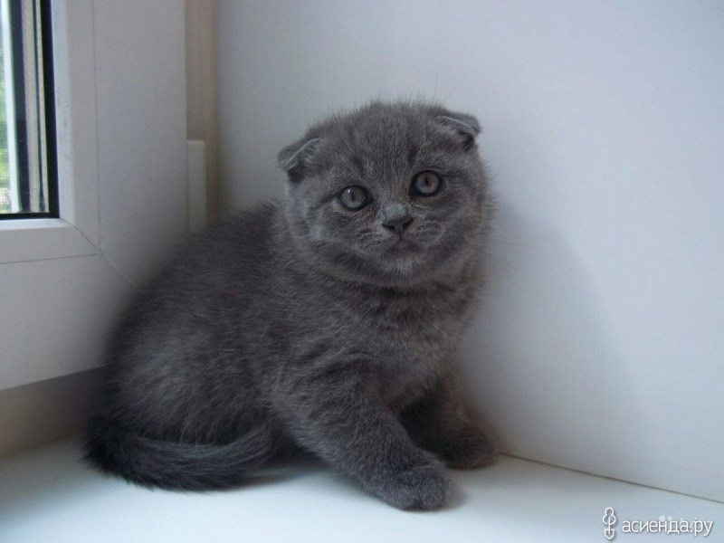 Серая вислоухая кошка Шотландская Шаня