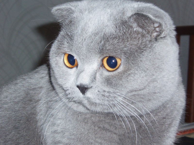 Шотландская вислоухая кошка светлая