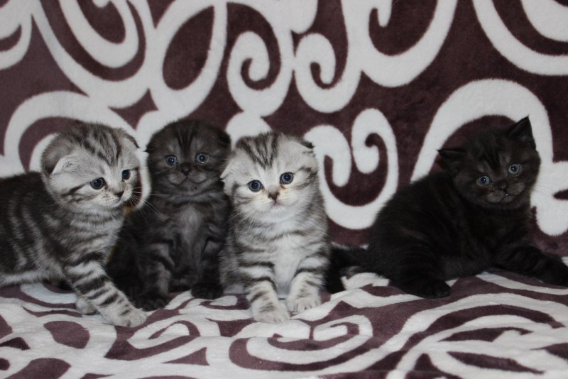 Шотландская вислоухая кошка