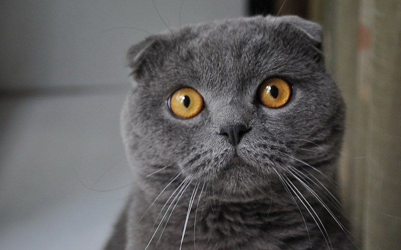 2 Шотландских скоттиш фолд котята
