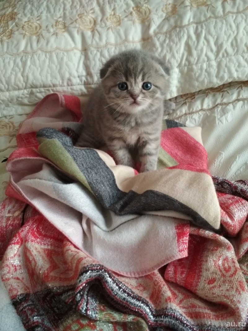 Шотландский скоттиш фолд серый