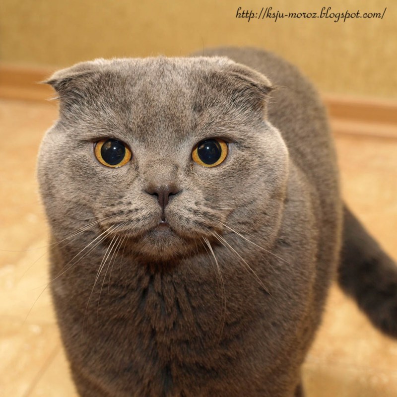 Шотландская вислоухая кошка