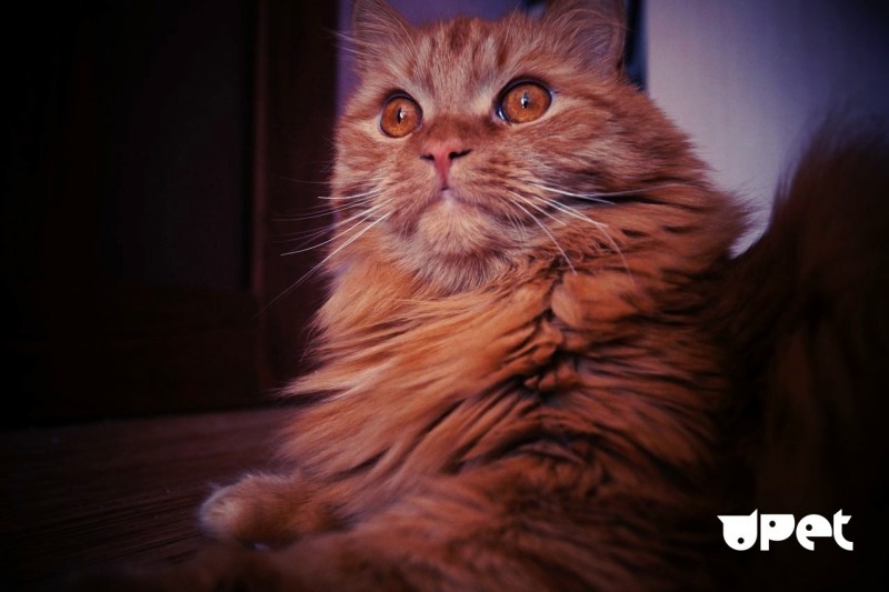 Кот персик грустный