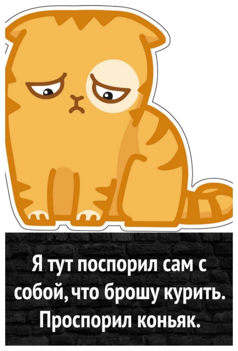Кот персик валяние