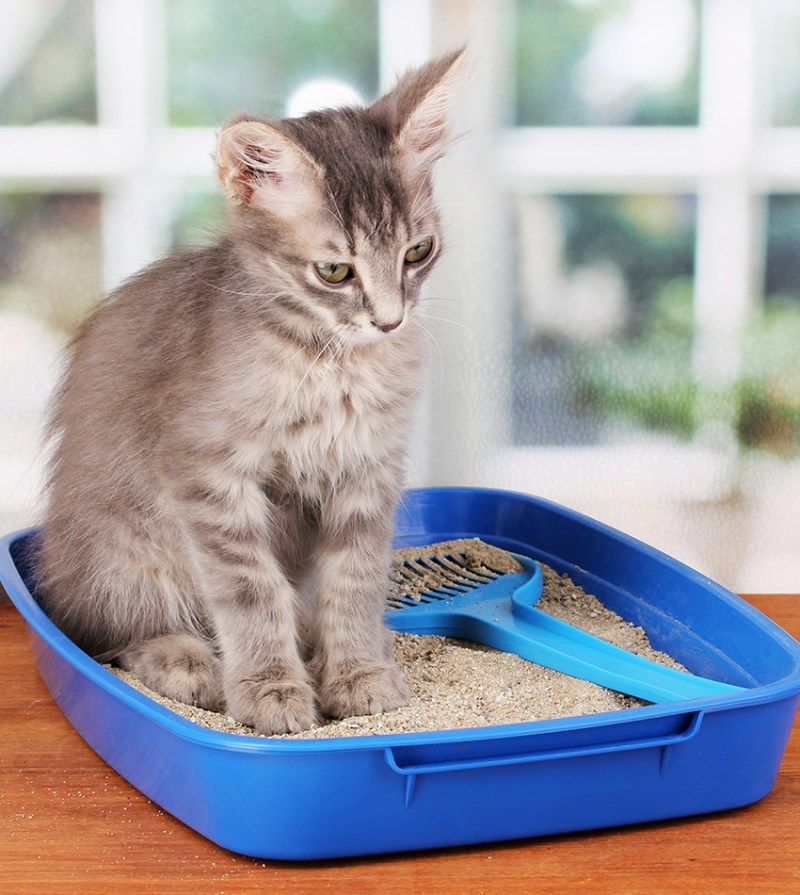 Кошка и котенок в лотке
