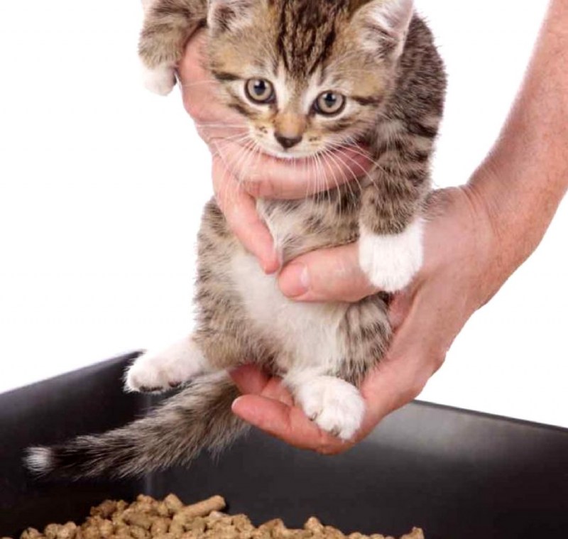 Кошка ходит в лоток