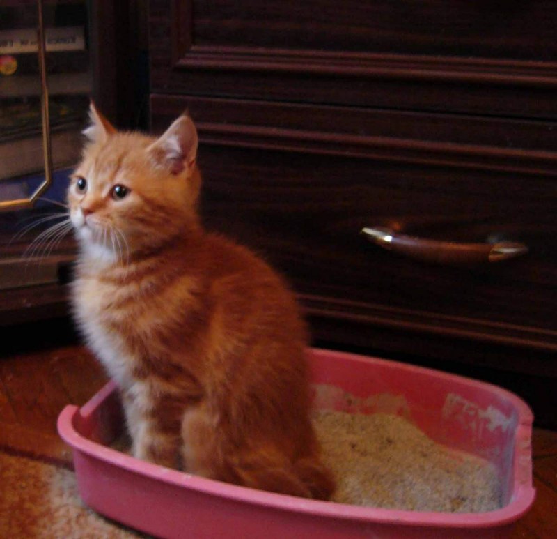 Лоточки для котят