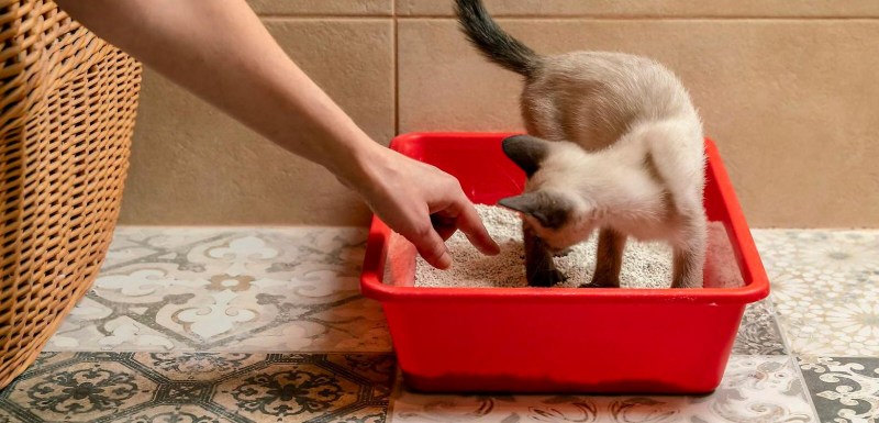 Лоток для котёнка мальчика