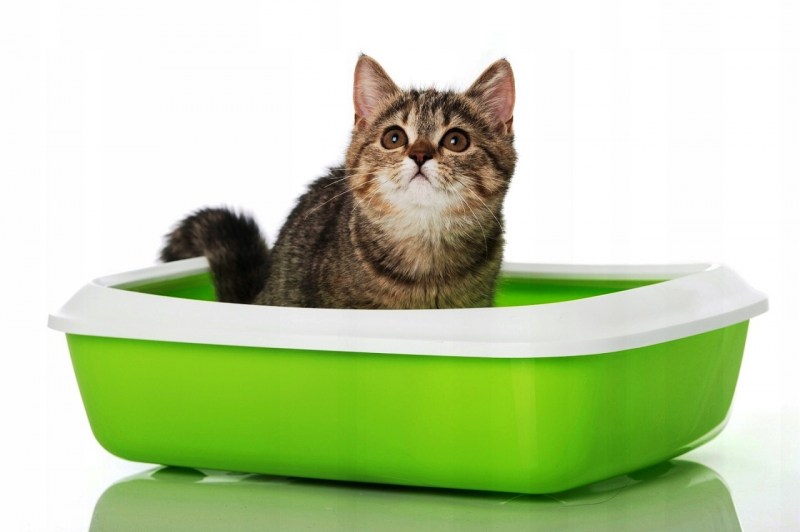 Котенок спит в лотке