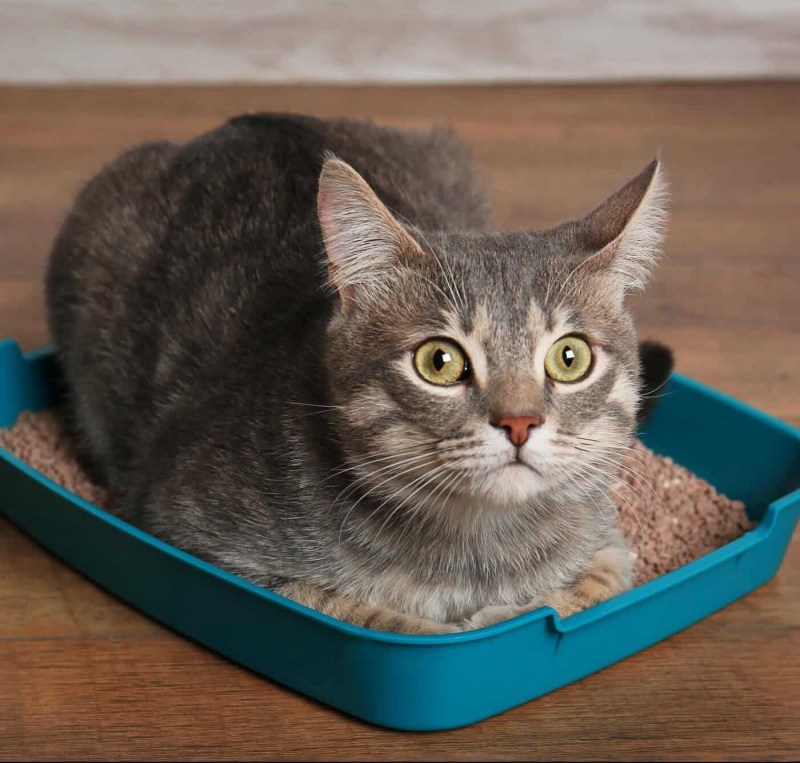 Лоток для котят