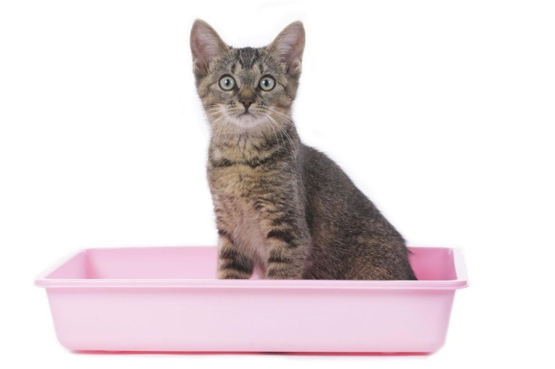 Котенок ходит в лоток