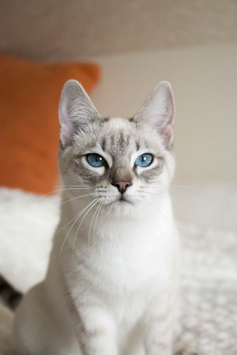 Сиамская Балинезийская кошка