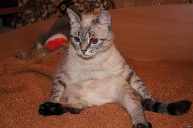 Тайская кошка табби Пойнт