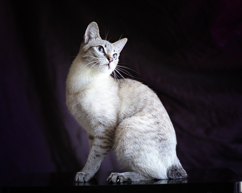 Тайский кот Бабби поинт