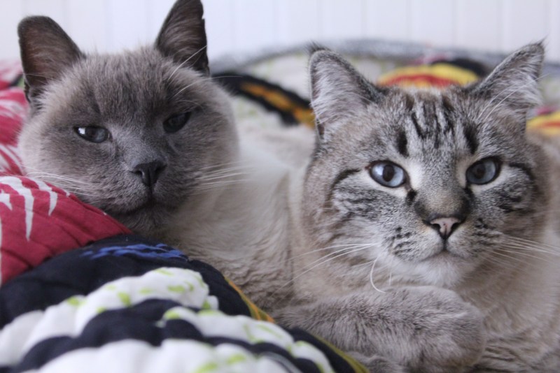 Тайская кошка