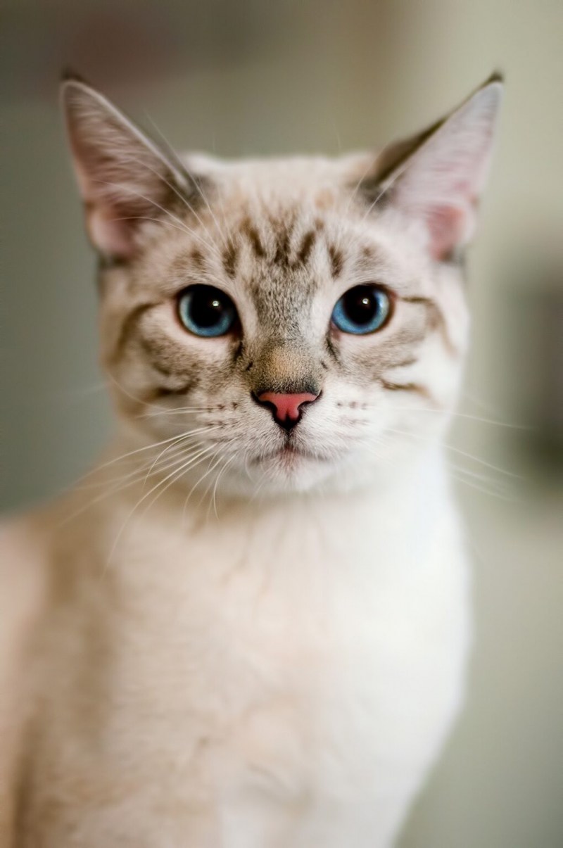 Тайская кошка Линкс