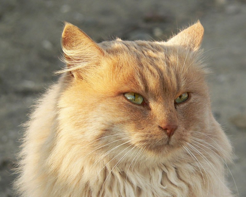 Светло рыжий кот